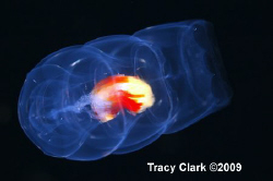 Underwater Alien. Pelagic Invertebrate, taken while engag... by Tracy Clark 